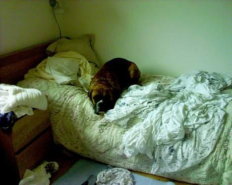 Boxer Conrad - Nej!! Hvem ligger i menneskesengen når far og mor kommer hjem fra arbejde... Øv jeg har sovet over mig, så jeg ikke opdagede at de kom hjem!! Nu opdagede de mig... billede 13