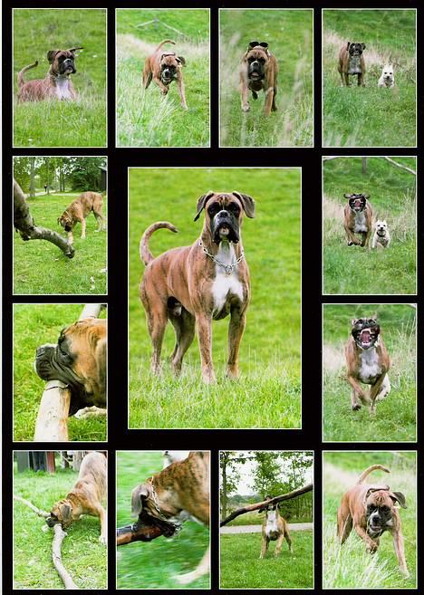 Boxer Conrad - Det er så mig Conrad i forskellige situationer,... Og ja jeg elsker store pinde, og du må ikke grine af mig når jeg løber :-) billede 14