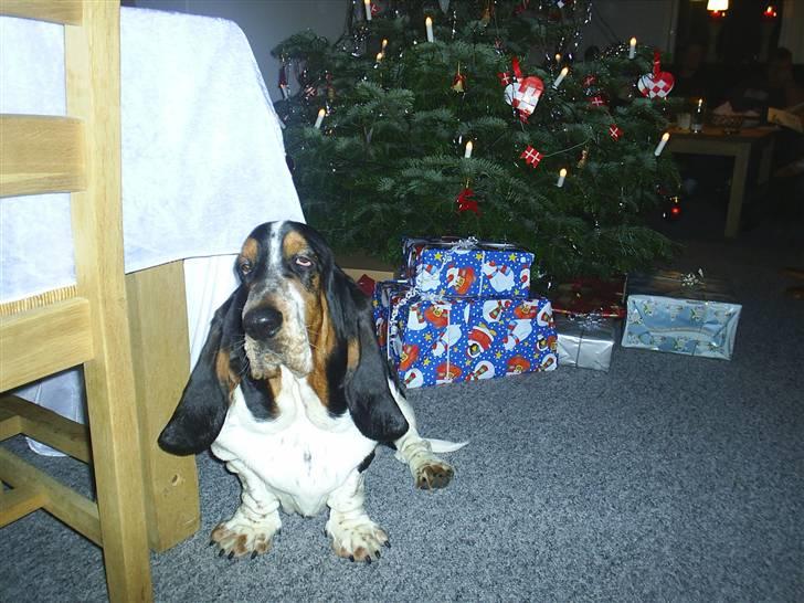 Basset hound Basse billede 14