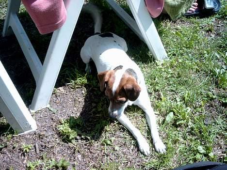 Blanding af racer Fido - hvad mon der er dernede? billede 4