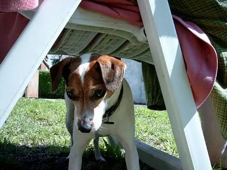 Blanding af racer Fido - kom så op derfra!!!!!!! billede 5