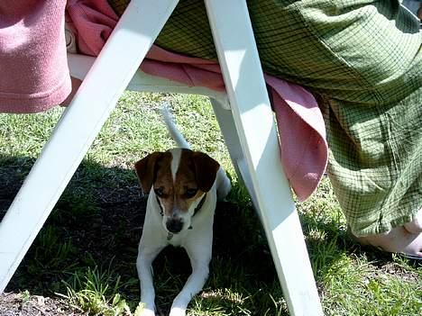 Blanding af racer Fido - jeg holder øje med dig... billede 6