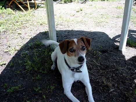 Blanding af racer Fido - skal jeg kikke op nu? billede 7