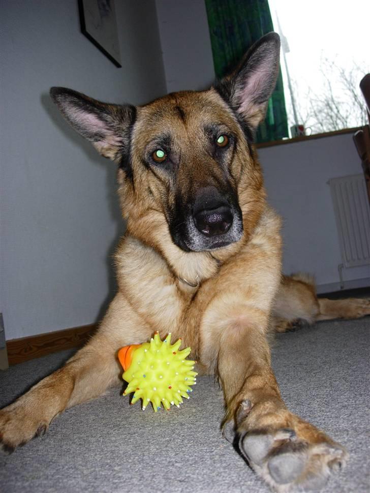Schæferhund Kefas Grace - Jeg er lige vågnet NYT billede 3