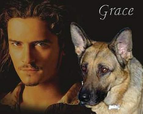Schæferhund Kefas Grace - Orlando Bloom og Grace. lavet af doggymom. billede 4