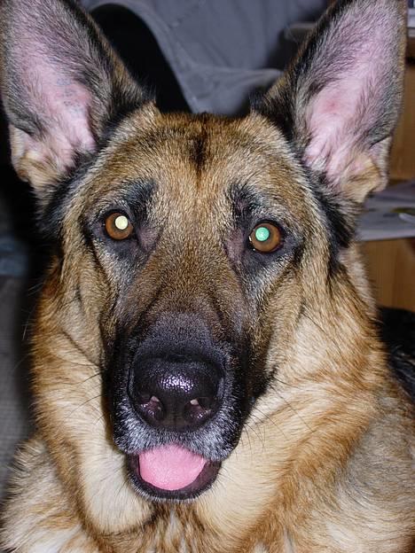 Schæferhund Kefas Grace - Søde mig. billede 5