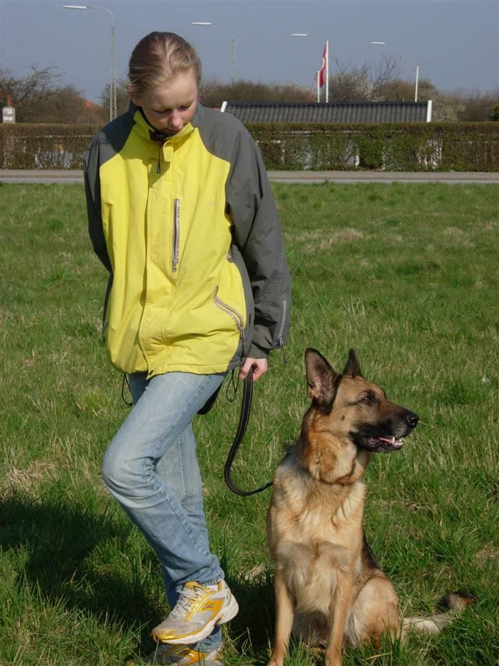 Schæferhund Kefas Grace - Vi er ude og gå tur NYT billede 6