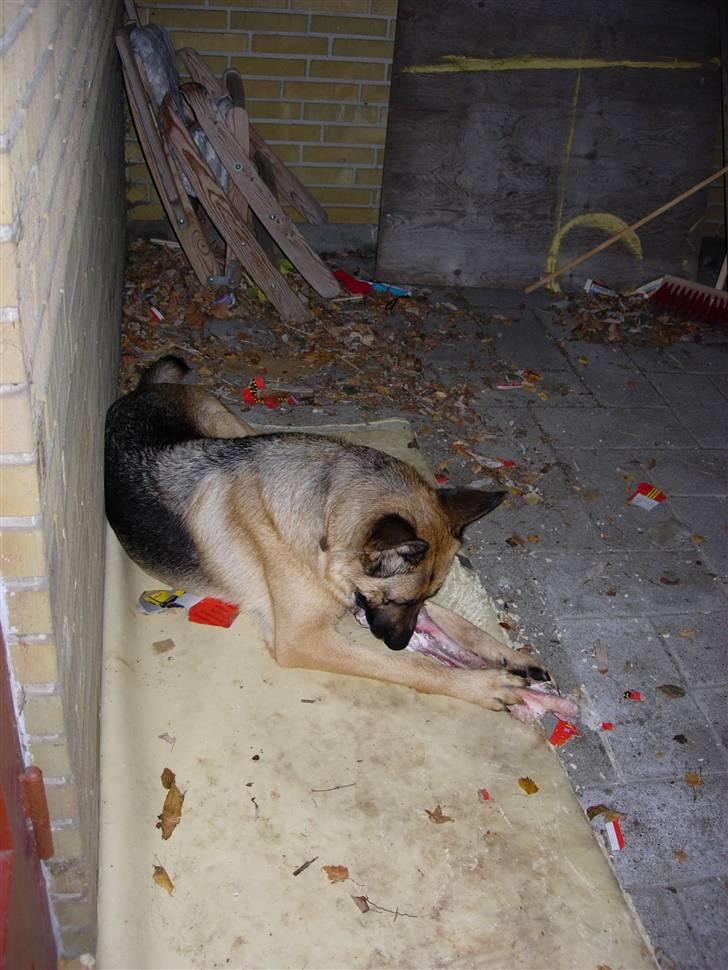 Schæferhund Kefas Grace - Grace spiser kødben på altanen NYT billede 7