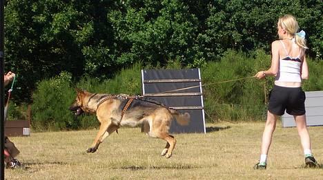 Schæferhund Kefas Grace - c-arbejde billede 8