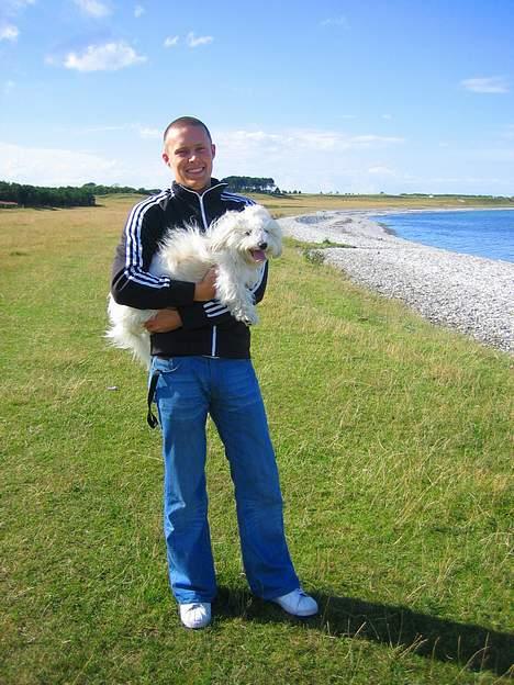 Coton de tulear Digo billede 10