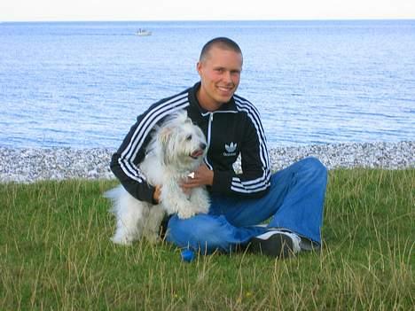 Coton de tulear Digo billede 11