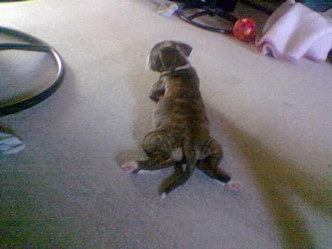 Amerikansk bulldog Lester - så lille og fin billede 9