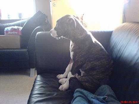 Amerikansk bulldog Lester - ser film med mor billede 10