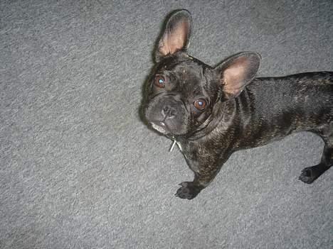 Fransk bulldog Chica billede 19