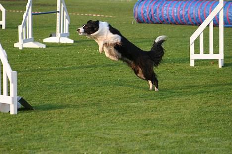 Border collie Aya *15.1.2003 - 12.1.2016* - Stooooort spring! billede 15