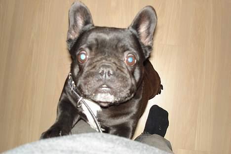 Fransk bulldog Trunte - Hej Far billede 1