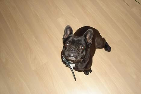 Fransk bulldog Trunte - Må Jeg få en hundekiks billede 2