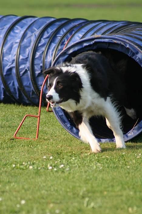 Border collie Aya *15.1.2003 - 12.1.2016* - FEDT billede - jeg er helt vild med det. billede 16