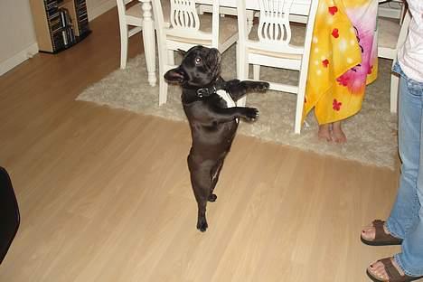 Fransk bulldog Trunte - Er jeg ikke dygtig billede 3