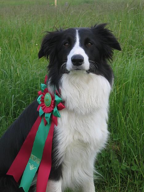 Border collie Aya *15.1.2003 - 12.1.2016* - Denne flotte rosette fik jeg, da jeg blev Dansk Lydigheds Champion billede 17