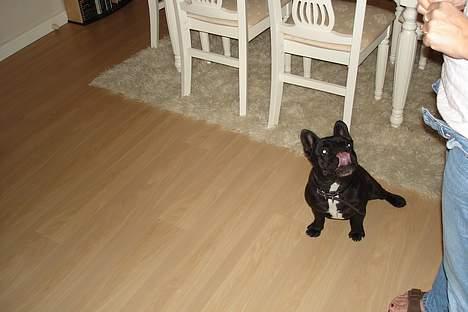 Fransk bulldog Trunte - Må jeg få en mere.NEJ billede 4