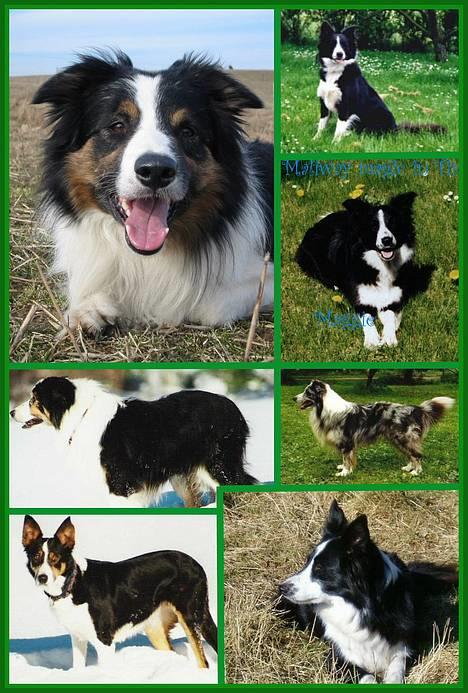 Border collie Aya *15.1.2003 - 12.1.2016* - Stamtavle: Øverst far Coon (McCoon) til venstre & mor Maggie (Maliway Magic in Time) I midten farfar Dandy Mac til venstre & morfar Cosmo (BorderShock Extacy Devil) Nederst farmor Sandie Darling  til venstre & mormor Fay (Dunja from Goat Valley) billede 18