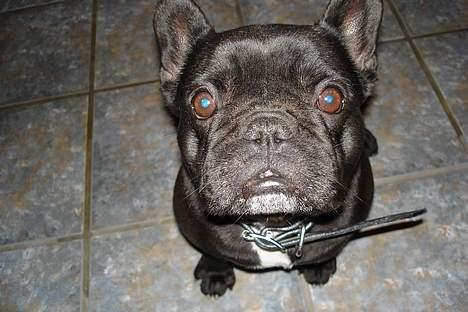 Fransk bulldog Trunte - Trunte billede 5