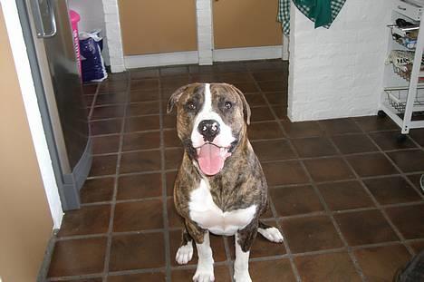 Amerikansk bulldog Lester billede 11