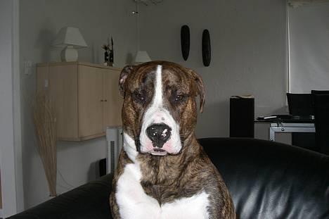 Amerikansk bulldog Lester - sidder lige og er lidt træt billede 12