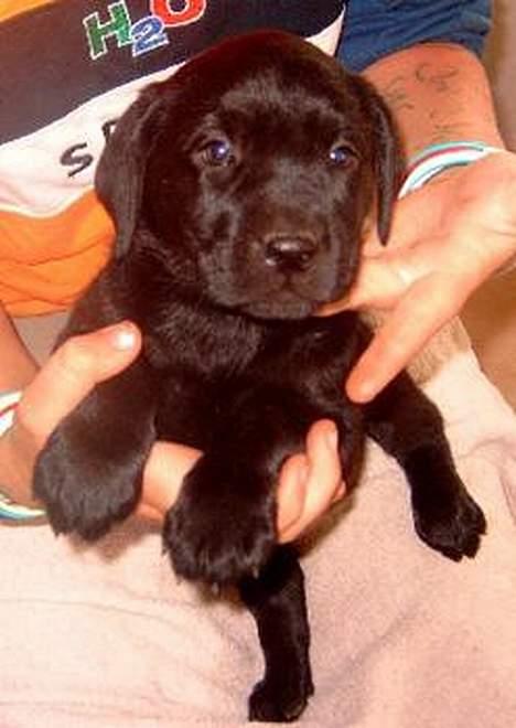 Labrador retriever flora<3 - det er så min dejlige skønhed som lille! billede 1