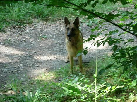 Schæferhund Kefas Grace - Jeg er en vild ulv. Grrrr. billede 9