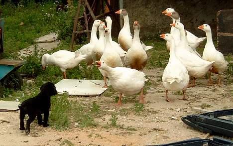 Labrador retriever flora<3 - driller lige gåsen billede 2