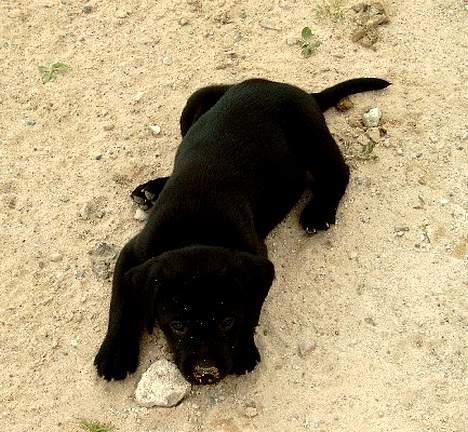 Labrador retriever flora<3 - ligger lige og slapper lidt af billede 3