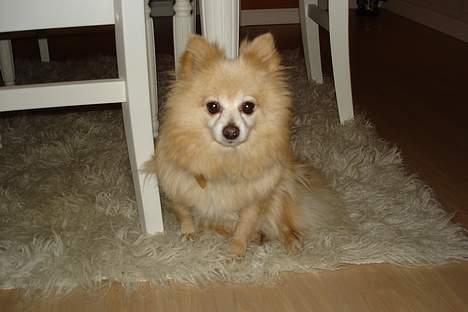 Pomeranian Thea død - så er der ro i lejren billede 1