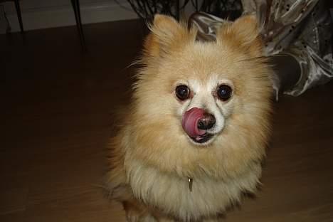 Pomeranian Thea død - nu kunne jeg godt tænke mig en hundekiks billede 2