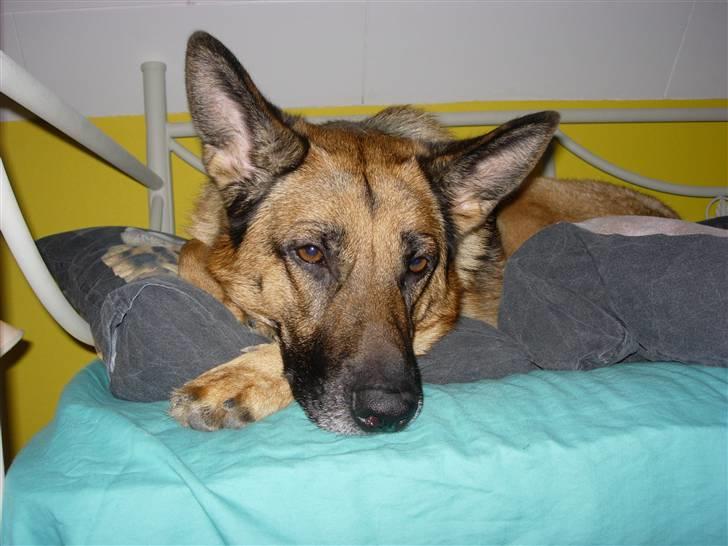 Schæferhund Kefas Grace - Vil du også være her? NYT billede 10