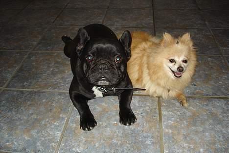 Pomeranian Thea død - Mig og min baby billede 3