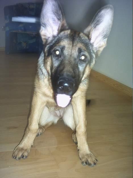 Schæferhund Kefas Grace - hvad nu???baby billede billede 11