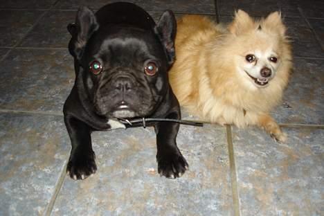 Fransk bulldog Trunte - Mig og min mor billede 6