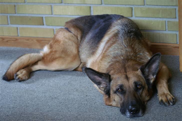 Schæferhund Kefas Grace - Sover altså lige... NYT billede 13