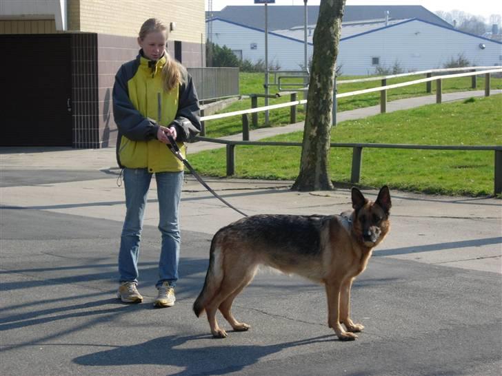 Schæferhund Kefas Grace - Går tur NYT billede 14