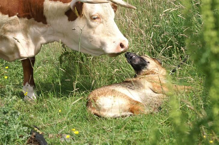 Schæferhund Kefas Grace - Den tyr er lidt sød NYT billede 15