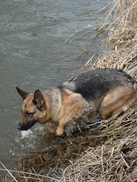 Schæferhund Kefas Grace - Dejligt med en dukkert. billede 16