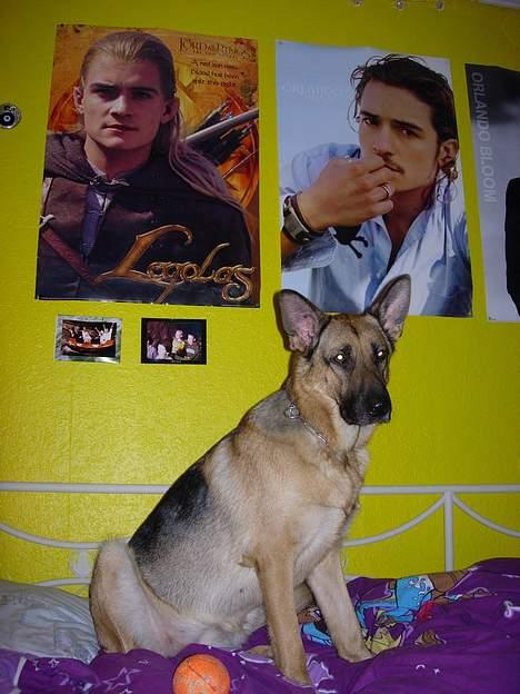 Schæferhund Kefas Grace - Orlando Bloom er min ynglings skuespiller! billede 18