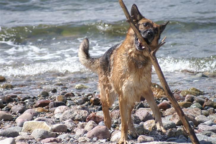 Schæferhund Kefas Grace - Grace på stranden NYT billede 19