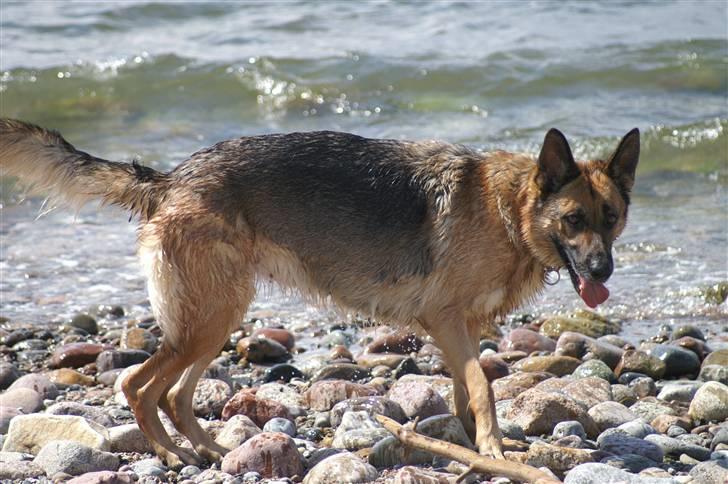 Schæferhund Kefas Grace - Grace på stranden NYT billede 20