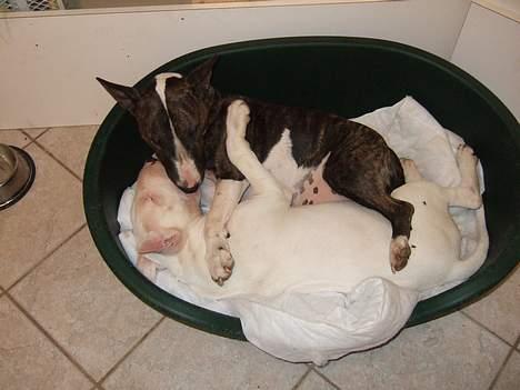 Bullterrier Vili - Her ligger Vili med sin mor Freja billede 2