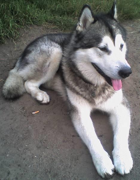 Alaskan malamute SILVER billede 1