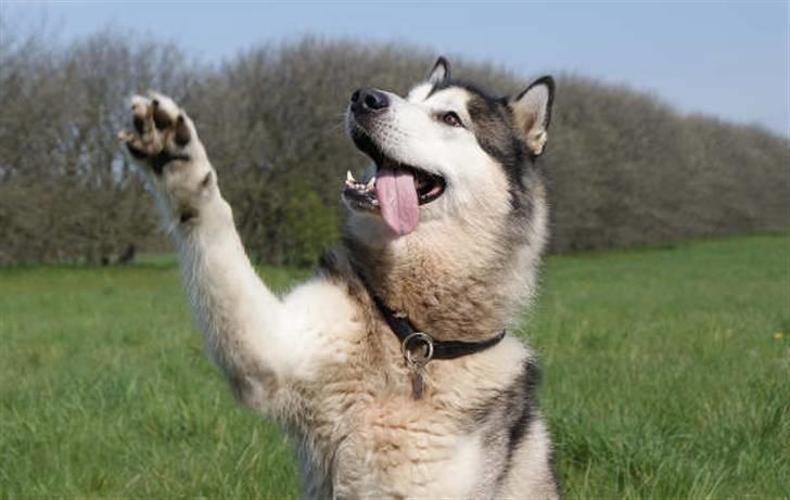 Alaskan malamute SILVER - hi five billede 2