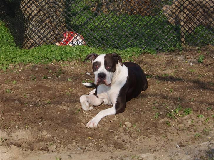 Blanding af racer Tulle død billede 1